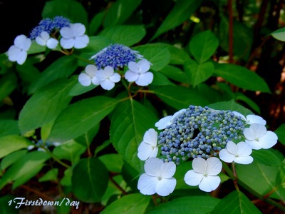 八景島の紫陽花 2 1firstdown Day