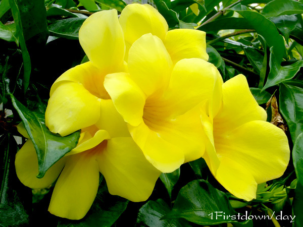 黄色の花 1firstdown Day