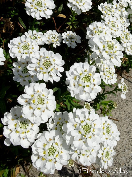 春の白い花 1firstdown Day